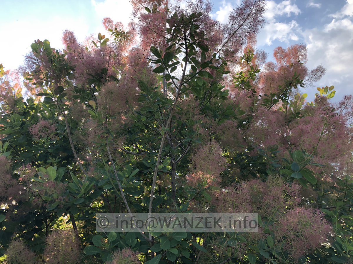 Cotinus coggygria Rubrifolius 02.JPG
